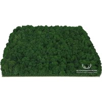 Moss Wand Wandpaneel Mit Moos Chrobotkiem Dimension Moss Wand Wandpaneel Mit Moos Chrobotkiem Dimension von ScandynavianMoss