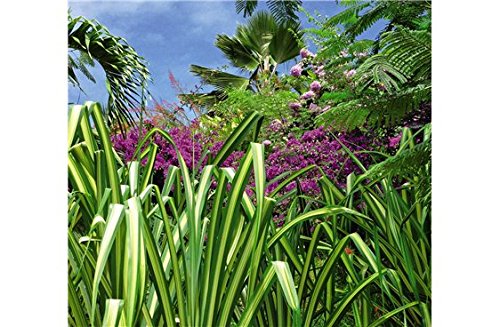 Scenolia Fototapete FORET TROPICALE 3x2,70m Deko XXL Fototapete Wandbild Wandbild Wandbild Wandbild HD von Scenolia