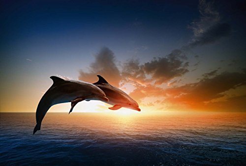 Scenolia Fototapete Poster-Deko SAUT DES DAUPHINS 3x2,70m Deko XXL Qualität HD von Scenolia