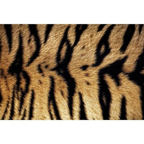 Scenolia Bild auf Leinwand Tiger des BenGALE 60 x 40 cm | Wanddeko | 100% von Scenolia