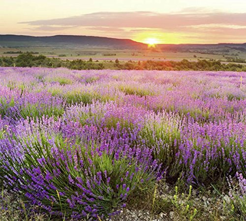 Scenolia Fototapete Aube EN Provence 4x2,70m Deko XXL Fototapete Fototapete Fototapete Fototapete Fototapete Fototapete Wandbild Wandbild Wandbild Wandbild Wandbild - Qualität HD von Scenolia