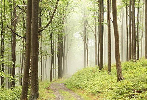 Scenolia Fototapete Panorama ForÊT MYSTÉRIEUSE 4x2,70m Dekorative XXL Qualität HD von Scenolia