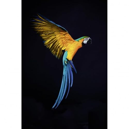 Scenolia Glasbild Acrylglas Papagei Flug 40 x 60 cm | Moderne Wanddeko von Scenolia