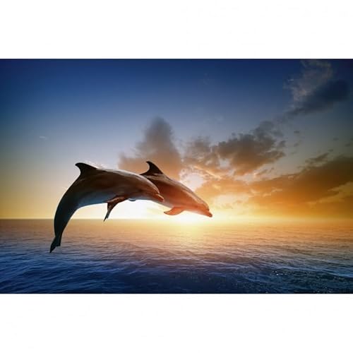 Scenolia Wandbild Acrylglas Saut des DAUPHINS 60x40 cm | Wandbild Qualität | 100% von Scenolia