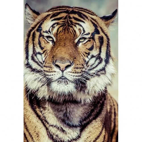 Scenolia Wandbild Acrylglas Tiger 40 x 60 cm | Moderne Wanddekoration von Scenolia