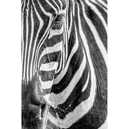 Scenolia Wandbild Acrylglas Zebra 40 x 60 cm | Moderne Wanddekoration von Scenolia