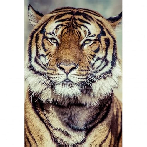 Scenolia Wandbild Tiger 40x60 cm | Deko Design Bedruckt in Frankreich von Scenolia