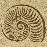 stencil Wandschablone »Amonit 2« von Schablono