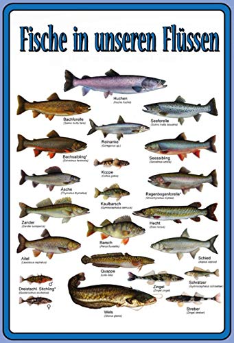 Schatzmix F0340 Fische in unsere Flüssen Übersicht Metallschild Wanddeko 20x30 tin Sign Blechschild, Mehrfarbig von Schatzmix