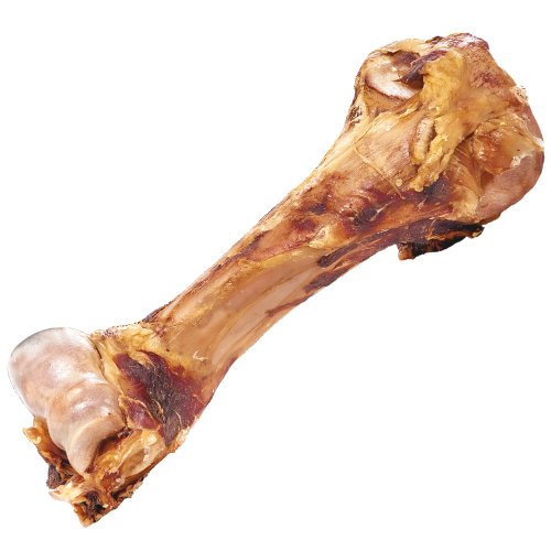 Schecker Hundeknochen - Dino Knochen vom Rind - naturbelassen - riesig - Bullen Oberschenkelknochen - 2 Stück bis zu 2 Kilo je Stück von Schecker