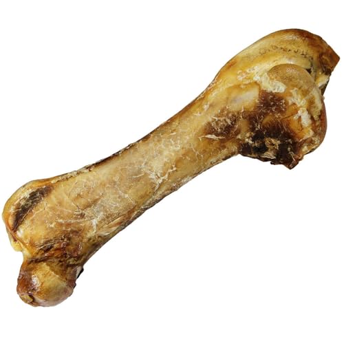 Schecker Hundeknochen - ca. 800g / 50 cm Riesenknochen vom Strauß - Oberschenkelknochen vom afrikanischen Strauß. von Schecker
