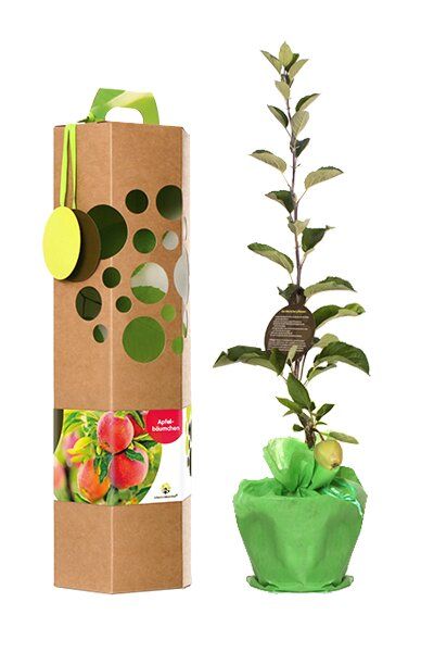 SchenkeinBäumchen Apfelbaum als Geschenk mit Verpackung nach Wahl von SchenkeinBäumchen
