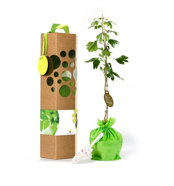 SchenkeinBäumchen Ginkgo biloba als Geschenk von SchenkeinBäumchen