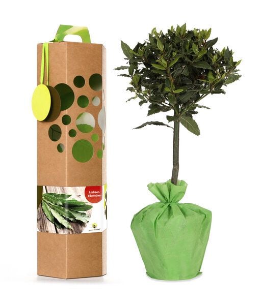 SchenkeinBäumchen Lorbeerbaum auf Stamm von SchenkeinBäumchen