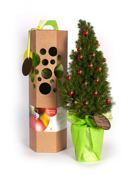 SchenkeinBäumchen Weihnachtsbaum als Geschenk von SchenkeinBäumchen