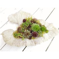 Blatt Aus Beton Mit Sempervivum-Arten Winterhart/Frostfest Ca. 40 X 28 cm von SchenkenoderBehalten