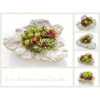 Blatt Aus Beton Mit Sempervivum-Arten Winterhart/Frostfest von SchenkenoderBehalten