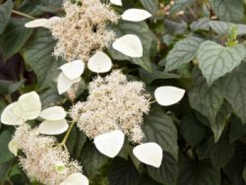 Spalthortensie 'Moonlight', 80-100 cm, Schizophragma hydrangeoides 'Moonlight', Containerware XXL von Schizophragma hydrangeoides 'Moonlight'
