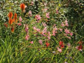 Spaltgriffel, Schizostylis coccinea, Topfware von Schizostylis coccinea
