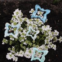 Schmetterlinge Petrol Bunt Blumenstecker Pflanzstecker Balkondeko Pflanzkübel Gartendekoration Schmetterlinge Petrol Bunt Blumenstecker Pflanzstecker Balkondeko Pflanzkübel Gartendekoration von SchmuckerinaDesign