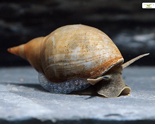 Teich Spitzschlammschnecken - Lymnaea stagnalis I 5er Aufräum- und Putztrupp I wird recht groß I Gesundheitspolizei des Gartenteichs von Teich Schnecken & Muscheln