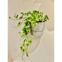 Ikea Nypon Blumentopf Wandhalterung - 1Er Version Ikea Nypon Blumentopf Wandhalterung - 1Er Version von SchweizerParts