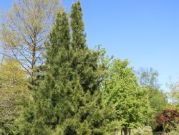 Japanische Schirmtanne, 40-50 cm, Sciadopitys verticillata, Containerware von Sciadopitys verticillata