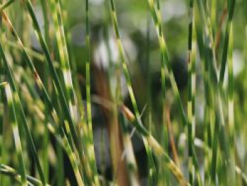 Zebra-Simse 'Zebrinus', Scirpus lacustris subsp. tabernaemontani 'Zebrinus', Topfware von Scirpus lacustris subsp. tabernaemontani 'Zebrinus'