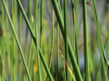 Gewöhnliche Teichbinse / Teichsimse, Scirpus lacustris, Topfware von Scirpus lacustris