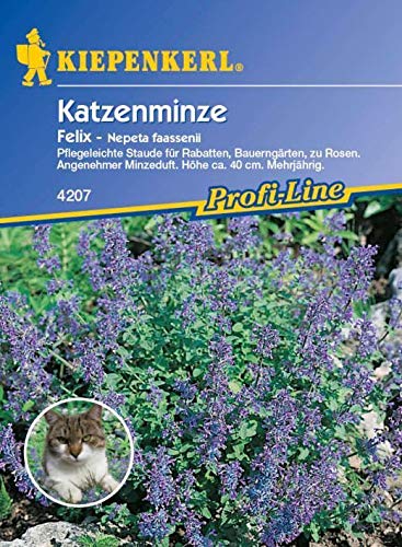 ScoutSeed Kiepenkerl - Katzenminze 4207 Felix Staudenstrauch mit Minzenduft von ScoutSeed