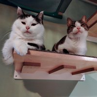 Wally Flat, Stabiles Wand-Katzenregal in 3 Größen Erhältlich Wally Flat, Stabiles Wand-Katzenregal in 3 Größen Erhältlich von ScratchyThings