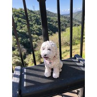 Sonderanfertigung Vom Fotohund von SculptToday