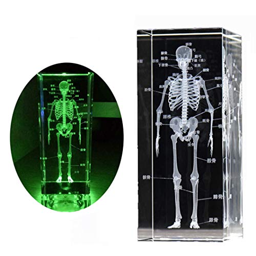 SdaryWare Anatomisches Modell des menschlichen Skeletts - Lehrmodell Briefbeschwerer des anatomischen Modells des menschlichen Skeletts - Briefbeschwerer des Kristallglasmodells für wi von SdaryWare