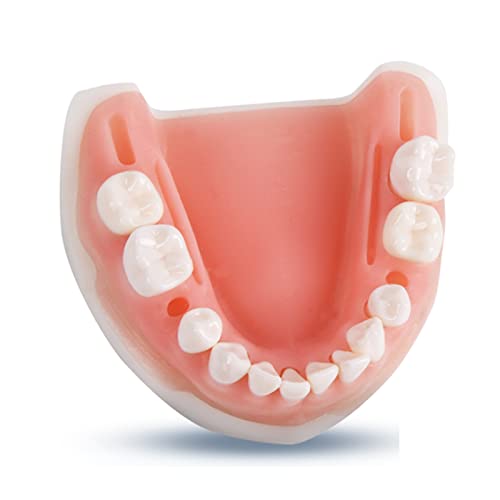 SdaryWare Menschliches Oral Dental Zahntraining Simulator Modell Naht Praxis Werkzeug Oral Dental Naht Training Silikon Modul Zähne Zahnfleisch Parodontalen Naht Pad Modell,Down Jaw von SdaryWare