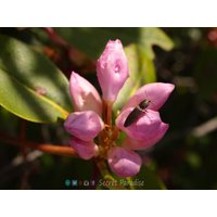 Fine Art Print - Pretty in Pink Ein Geheimnis-Paradies-Garten von SecretParadiseShop