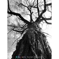 Kunstdrucke - B&w Tree Aus Secret Paradise Shop von SecretParadiseShop