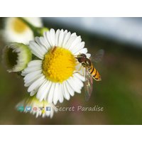 Kunstdrucke Von Einem Geheimnis Paradiesgarten von SecretParadiseShop