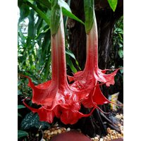 Beste Sorten - Engelstrompete-Brugmansia - Rot+Orange - 2 Pflanzen Im Topf Beste Sorten - Engelstrompete-Brugmansia - Rot+Orange - 2 Pflanzen Im Topf von Securita