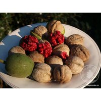 Bio Organic Extra Rare Rote Walnuss - 10 Walnüsse von Securita