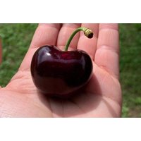 Größte Riesen-Kirsche 3-4 cm Große Früchte - 5 Gruben Zur Aussaat 2025 Größte Riesen-Kirsche 3-4 cm Große Früchte - 5 Gruben Zur Aussaat 2025 von Securita