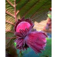 Rot Violette Haselnuss -Mit Roten Blättern Seltene Sorte-1 Pflanze Bereit Für Die Saison 2025 Rot Violette Haselnuss -Mit Roten Blättern Seltene Sorte-1 Pflanze Bereit Für Die Saison 2025 von Securita