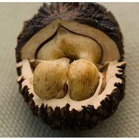 Seltene Schwarznuss - Juglans Nigra 2 Pflanzen, Fertig Für Den Endgültigen Standort in Ihrem Garten von Securita