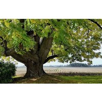 Seltene Schwarznuss - Juglans Nigra 2 Pflanzen Im Topf von Securita