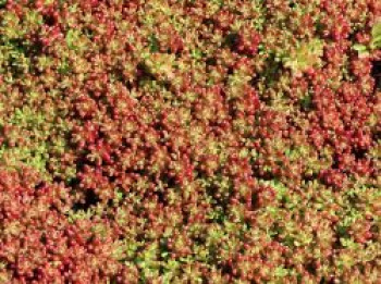 Rotmoos Mauerpfeffer 'Coral Carpet', Sedum album 'Coral Carpet', Containerware von Sedum album 'Coral Carpet'
