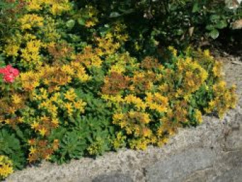 Reichblühendes Fettblatt 'Weihenstephaner Gold', Sedum floriferum 'Weihenstephaner Gold', Topfware von Sedum floriferum 'Weihenstephaner Gold'