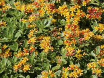 Buntlaubiges Fettblatt 'Variegatum', Sedum kamtschaticum 'Variegatum', Topfware Buntlaubiges Fettblatt 'Variegatum', Sedum kamtschaticum 'Variegatum', Topfware von Sedum kamtschaticum 'Variegatum'
