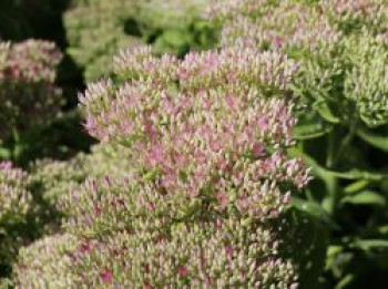 Prächtige Fetthenne 'Lisa', Sedum spectabile 'Lisa', Topfware von Sedum spectabile 'Lisa'