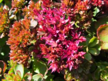 Teppich-Fettblatt 'Coccineus', Sedum spurium 'Coccineus', Topfware von Sedum spurium 'Coccineus'