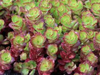 Teppich-Fettblatt 'Purple Winter', Sedum spurium 'Purple Winter', Topfware von Sedum spurium 'Purple Winter'