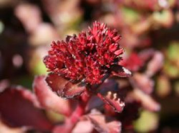 Teppich-Fettblatt 'Purpurteppich', Sedum spurium 'Purpurteppich', Topfware von Sedum spurium 'Purpurteppich'